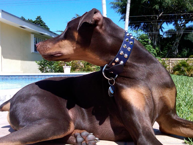 Blue custom studded leather dog collar.