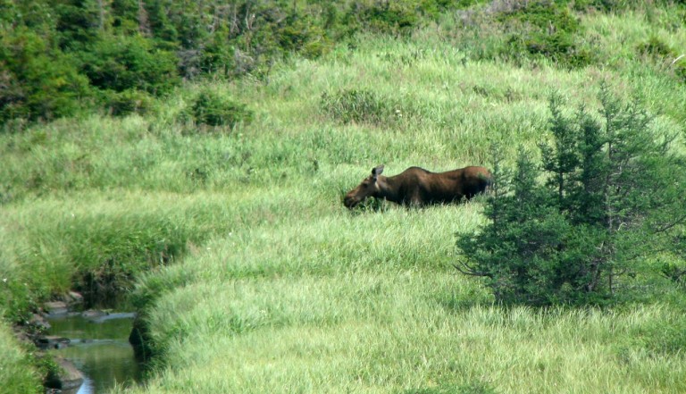 Moose seen at L'Anse aux Meadows