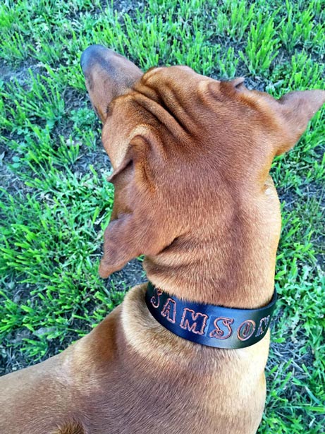 Personalized leather dog collar.