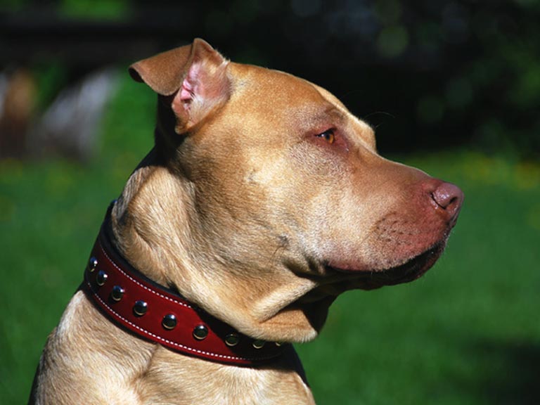 embroidered leather dog collars