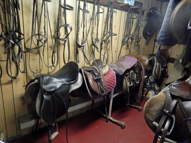 Saddle room with lots of leather bridles hanging