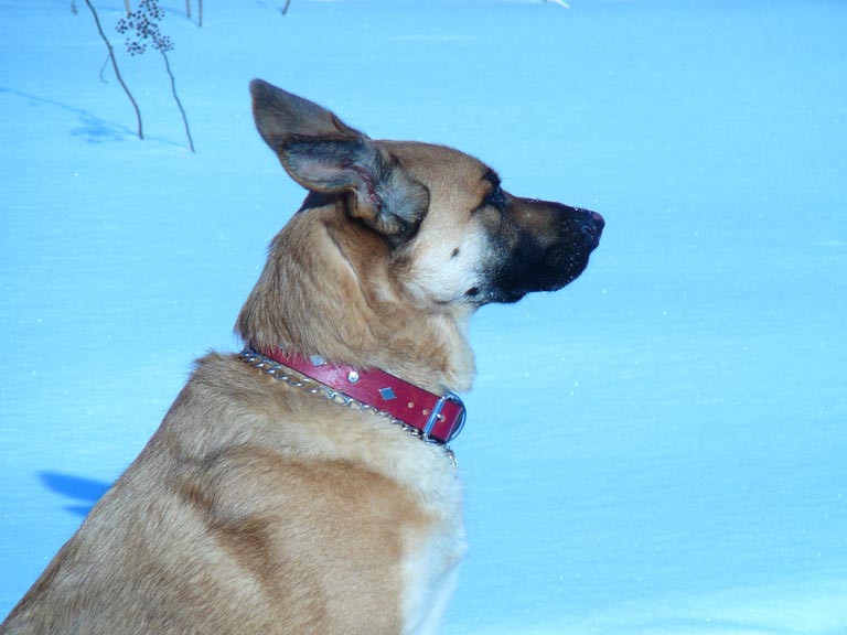 Red leather studded dog collar.